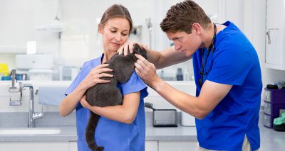 RCVS publishes new Strategic Plan
